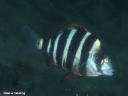 Image result for Diplodus cervinus