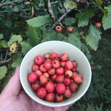 Attēlu rezultāti vaicājumam “Crataegus x macrocarpa fruit”