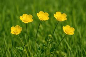 Attēlu rezultāti vaicājumam “Ranunculus bulbosus flower”
