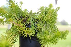 Attēlu rezultāti vaicājumam “Sedum rupestre leaf”