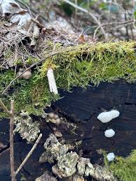 Attēlu rezultāti vaicājumam “Stemonitis axifera spores”