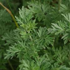 Image result for Artemisia absinthium