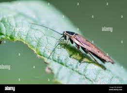 Attēlu rezultāti vaicājumam “Ectobius sylvestris male”