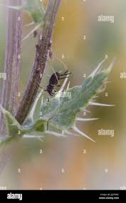 Attēlu rezultāti vaicājumam “Uroleucon cirsii”