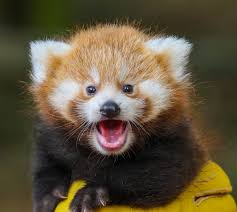 Résultat de recherche d'images pour "pandas"