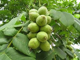 Attēlu rezultāti vaicājumam “Juglans mandshurica”