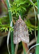 Attēlu rezultāti vaicājumam “Capua vulgana”