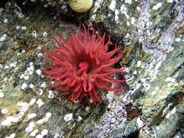 Attēlu rezultāti vaicājumam “Anemone”
