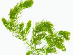 Attēlu rezultāti vaicājumam “Chara intermedia”