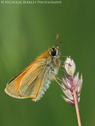 Attēlu rezultāti vaicājumam “Thymelicus sylvestris male”