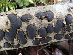 Attēlu rezultāti vaicājumam “Diatrype disciformis”