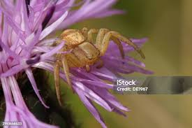 Attēlu rezultāti vaicājumam “Xysticus bifasciatus”
