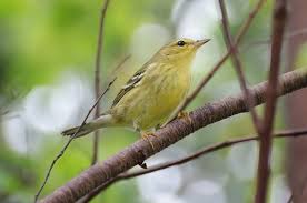 Image result for Dendroica striata