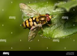 Attēlu rezultāti vaicājumam “Eupeodes corollae”