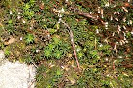 Attēlu rezultāti vaicājumam “Pogonatum nanum”