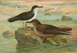Image result for Puffinus gravis