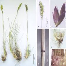 Attēlu rezultāti vaicājumam “Poa remota bud”