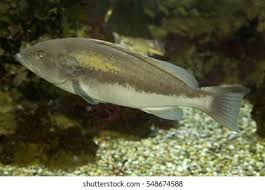 Image result for Epinephelus costae