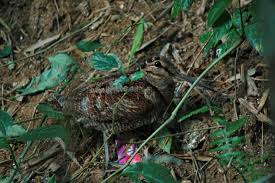 Attēlu rezultāti vaicājumam “Scolopax rusticola nest”