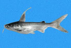 Image result for Bagre marinus