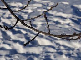 Attēlu rezultāti vaicājumam “Quercus robur bud”