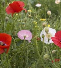 Image result for Papaver rhoeas 'Shirley'