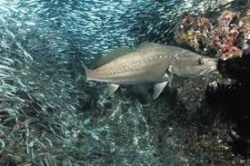 Image result for Argyrosomus coronus