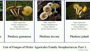 Attēlu rezultāti vaicājumam “Protostropharia alcis”