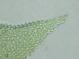 Attēlu rezultāti vaicājumam “Thuidium assimile”