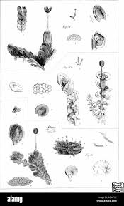 Attēlu rezultāti vaicājumam “Jungermannia hyalina cells”