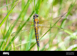 Attēlu rezultāti vaicājumam “Orthetrum cancellatum”