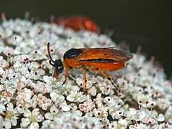 Attēlu rezultāti vaicājumam “Argidae”