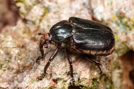 Attēlu rezultāti vaicājumam “Osmoderma barnabita”