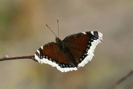 Attēlu rezultāti vaicājumam “Nymphalis antiopa upperside”