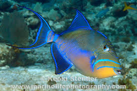 Image result for Balistes vetula