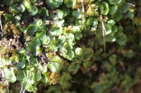 Attēlu rezultāti vaicājumam “Preissia quadrata”