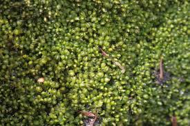 Attēlu rezultāti vaicājumam “Mylia anomala”