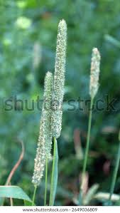 Attēlu rezultāti vaicājumam “Phleum pratense”