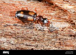 Attēlu rezultāti vaicājumam “Calodromius spilotus”