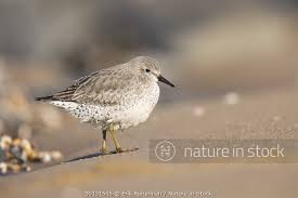 Attēlu rezultāti vaicājumam “Calidris canutus adult”
