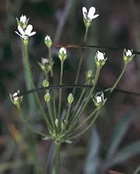 Attēlu rezultāti vaicājumam “Androsace septentrionalis”