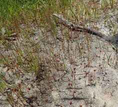 Attēlu rezultāti vaicājumam “Juncus capitatus”
