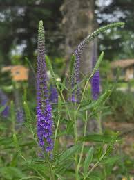 Attēlu rezultāti vaicājumam “Veronica longifolia”