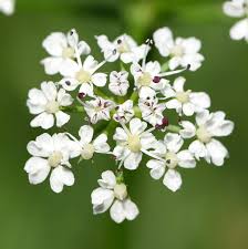 Attēlu rezultāti vaicājumam “Oenanthe aquatica flower”