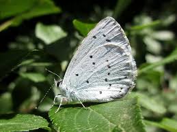 Attēlu rezultāti vaicājumam “Celastrina argiolus underside”