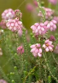 Attēlu rezultāti vaicājumam “Erica tetralix flower”