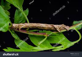 Attēlu rezultāti vaicājumam “Crocallis elinguaria larva”