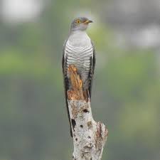 Attēlu rezultāti vaicājumam “Cuculus canorus adult”