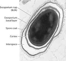 Attēlu rezultāti vaicājumam “Enteridium variabile spores”