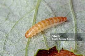 Attēlu rezultāti vaicājumam “Lygistopterus sanguineus larva”